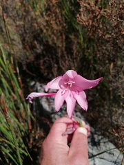 Gladiolus pappei