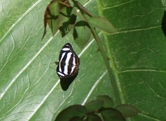 Athyma nefte subrata
