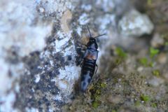 Aleochara bipustulata