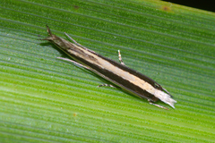 Erechthias stilbella