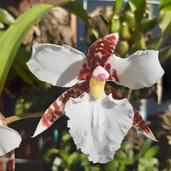 Rhynchostele rossii