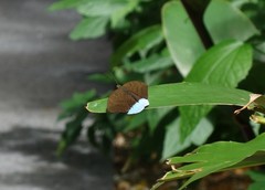 Tanaecia julii