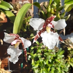 Rhynchostele rossii