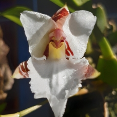 Rhynchostele rossii