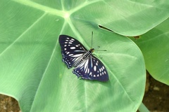 Euripus nyctelius