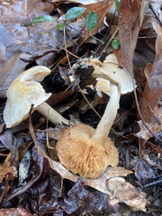 Tricholoma odorum