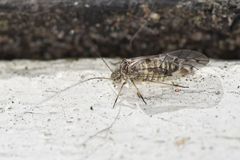 Psococerastis gibbosa