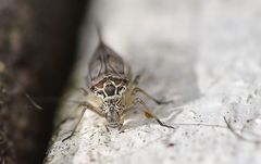 Psococerastis gibbosa