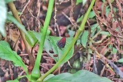 Paralaxita damajanti