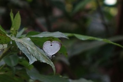 Neopithecops zalmora