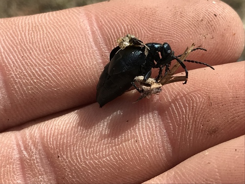 Buttercup Oil Beetle photo 4