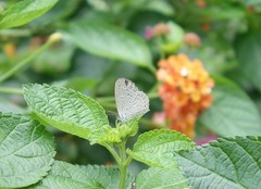 Zizula hylax pygmaea