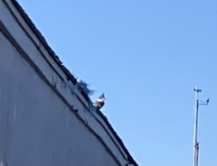 Megaceryle alcyon