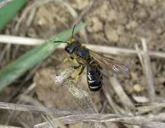 Halictus maculatus