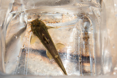 Amphilius uranoscopus