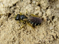Halictus maculatus
