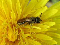 Halictus tumulorum