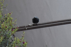 Phoenicurus ochruros