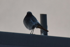 Phoenicurus ochruros