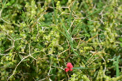 Lathyrus cicera