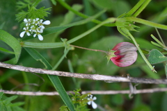 Lathyrus cicera