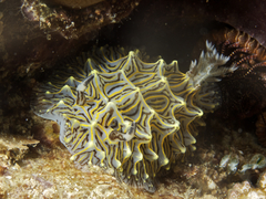 Halgerda willeyi