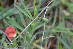 Lathyrus cicera