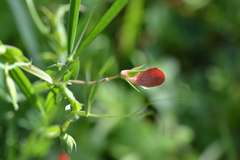 Lathyrus cicera