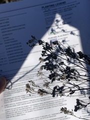 Gypsophila paniculata