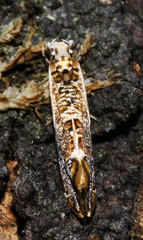 Eschatotypa derogatella