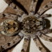 Ocyale Burrowing Wolf Spider - Photo (c) Christine Sydes, some rights reserved (CC BY-NC), uploaded by Christine Sydes