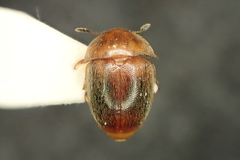 Cychramus luteus