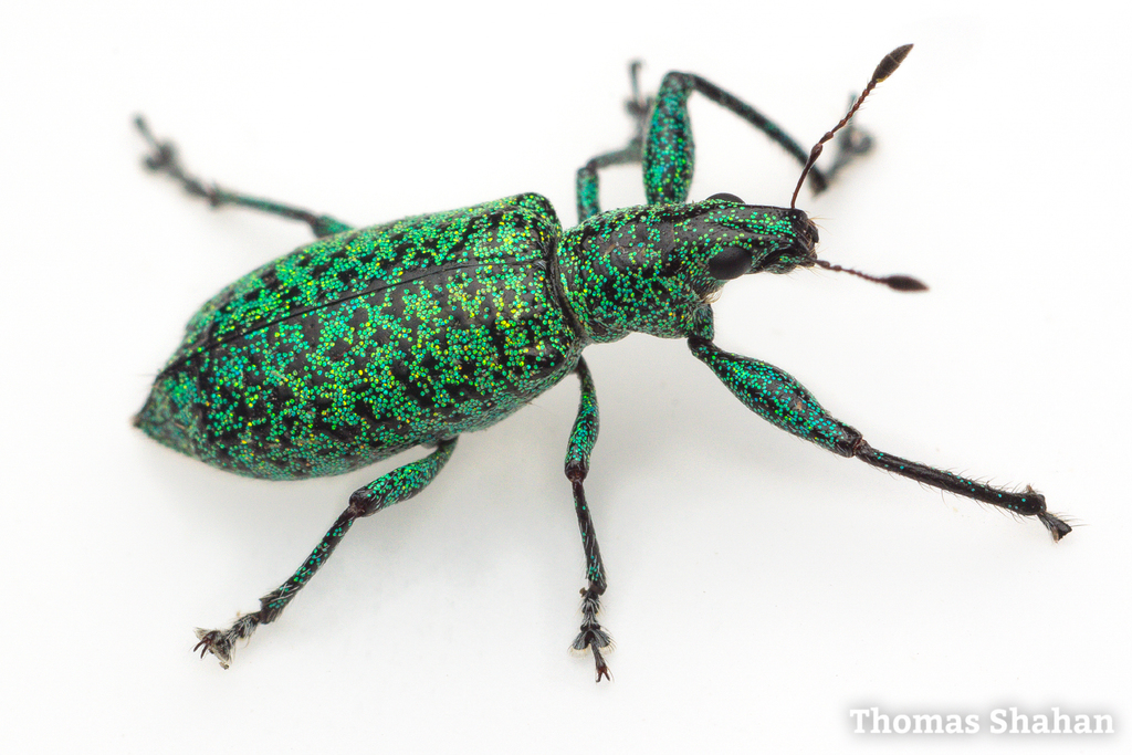 Tanymecini