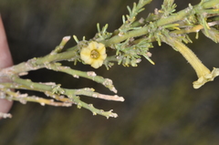 Patagonian Pichi (Fabiana patagonica)