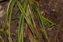 Carex uhligii