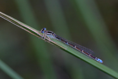 Coenagrion caerulescens