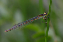 Erythromma lindenii