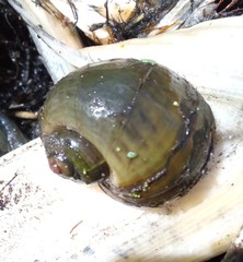 Pila occidentalis