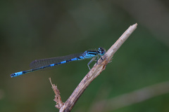 Coenagrion scitulum