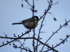 Parus major
