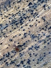 Berkleasmium concinnum