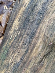 Berkleasmium concinnum