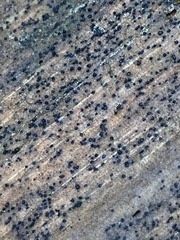 Berkleasmium concinnum