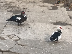 Cairina moschata domestica