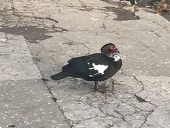 Cairina moschata domestica