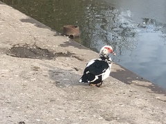 Cairina moschata domestica