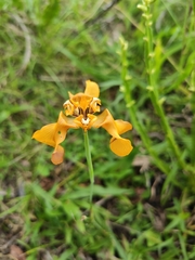 Cypella fucata