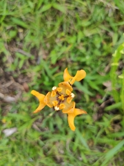 Cypella fucata