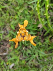 Cypella fucata
