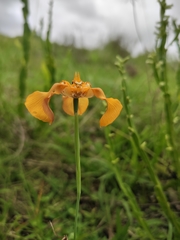 Cypella fucata